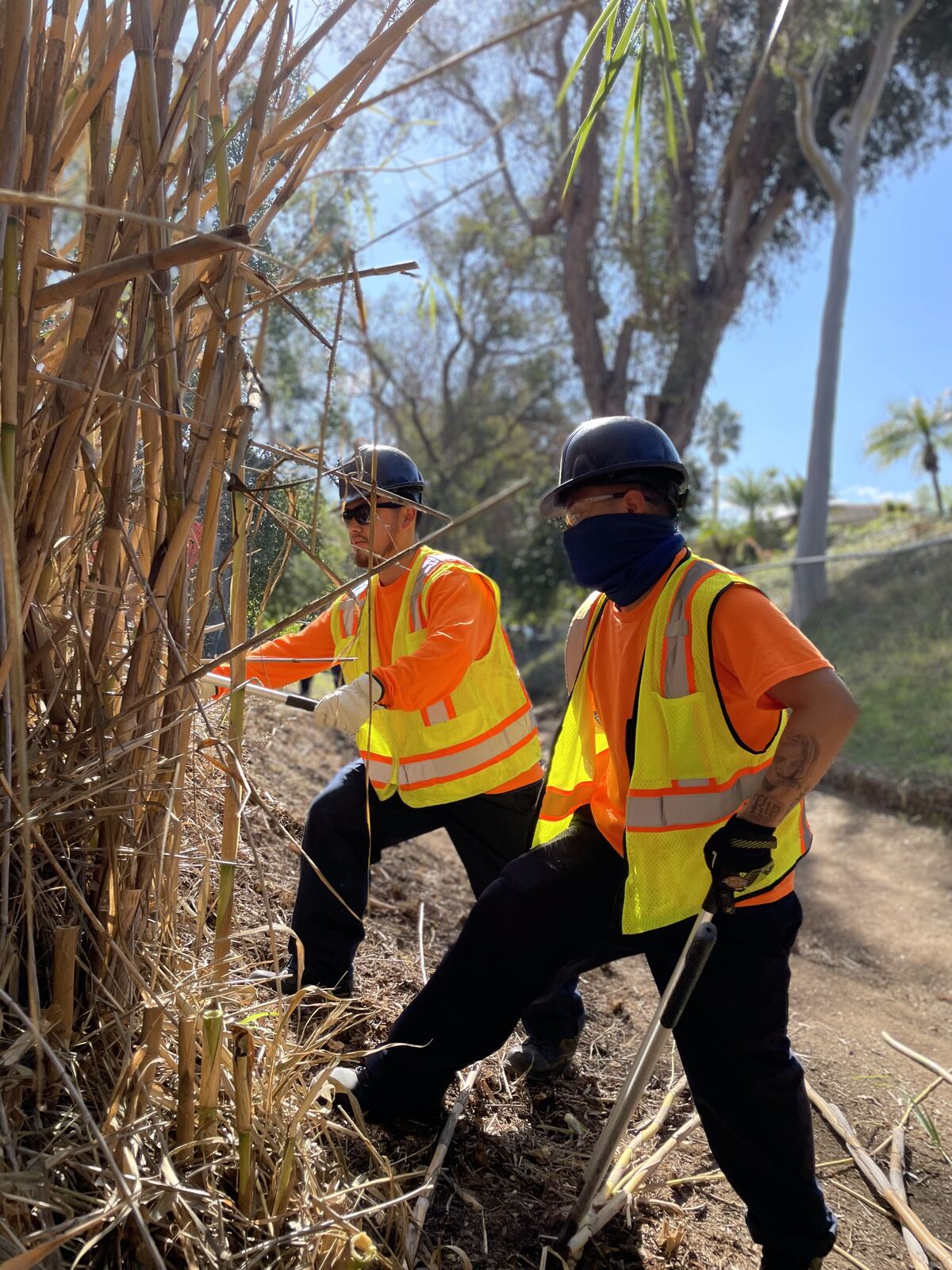 Two corpsmembers clearing invasive cane