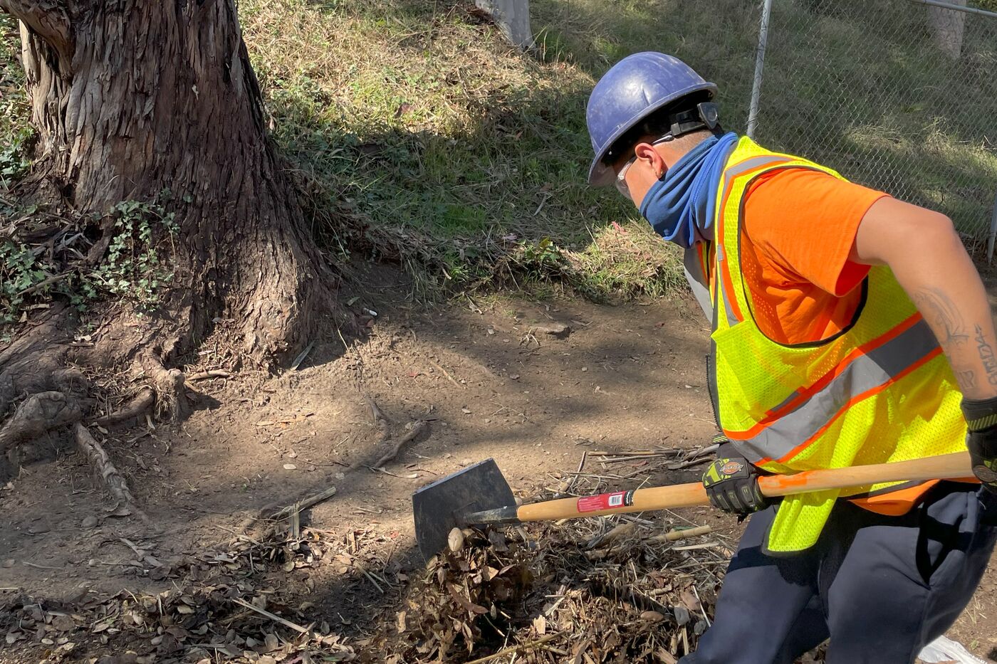 Corpsmember swinging a tool clearing brush beneath a eucalyptus