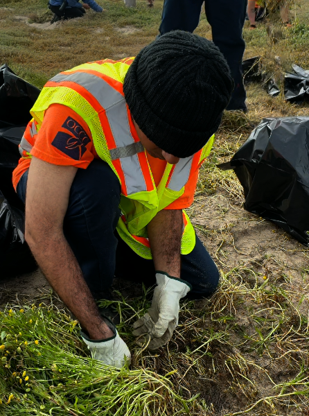 Corpsmember kneeling in an orange safety vest, pulling invasive grass by hand with debris bags nearby