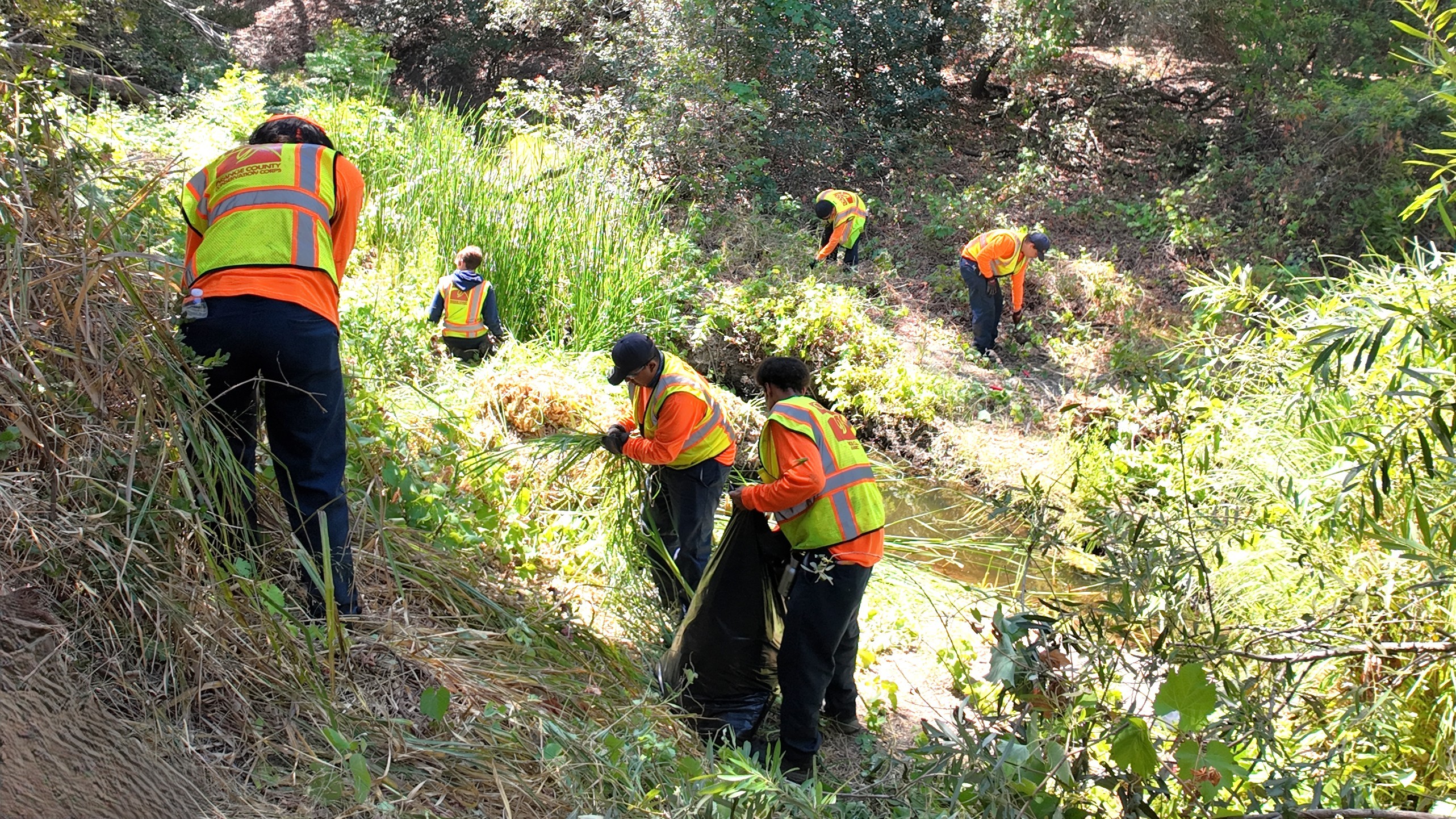 OCCC crew clearing invasive growth along a green creek bank